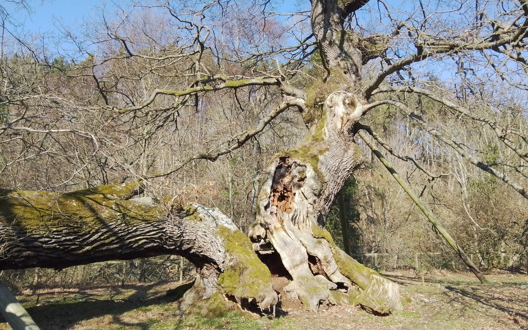 The Capon Tree, Jedburgh